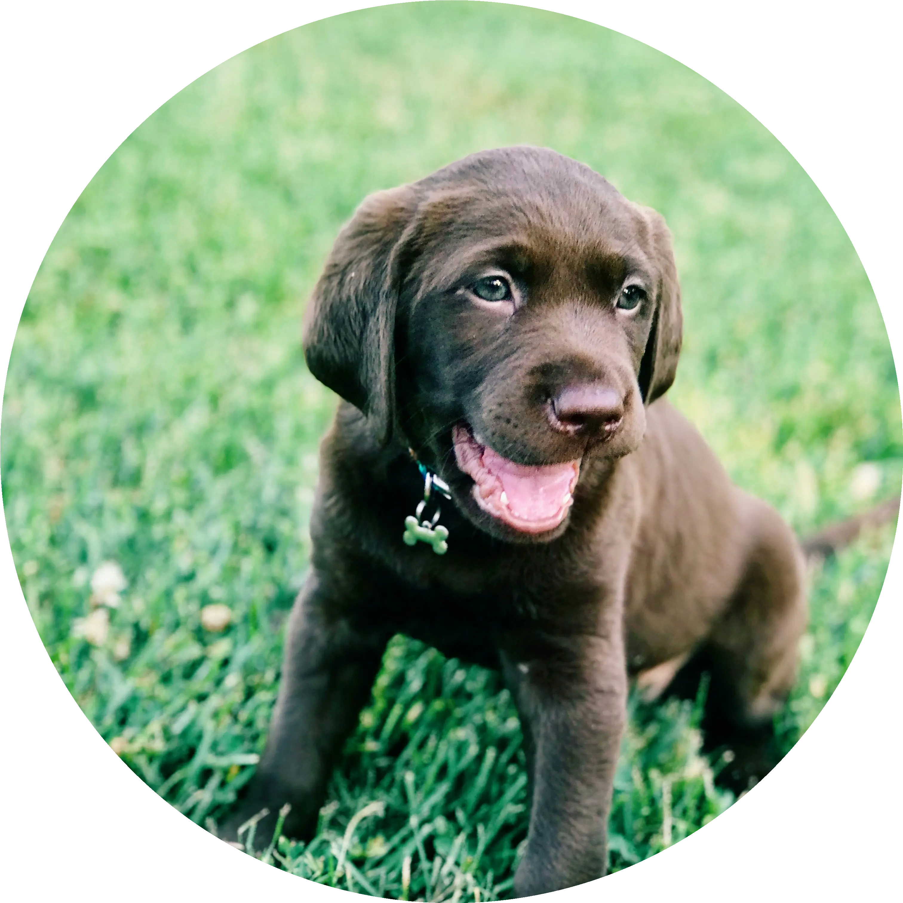 DogMi app screenshot